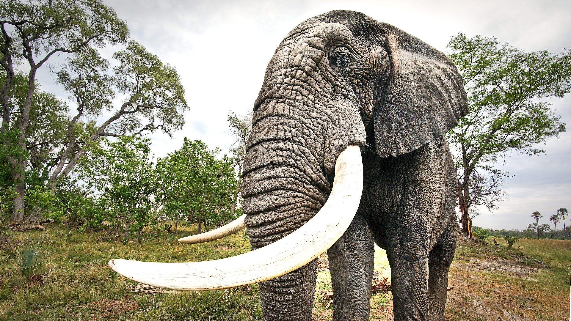 Elephant safaris