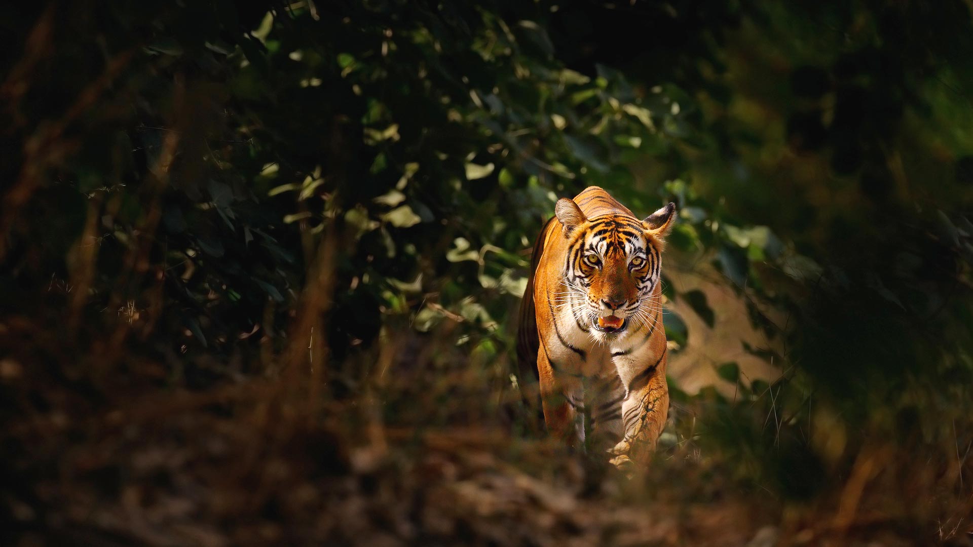 Tiger safaris