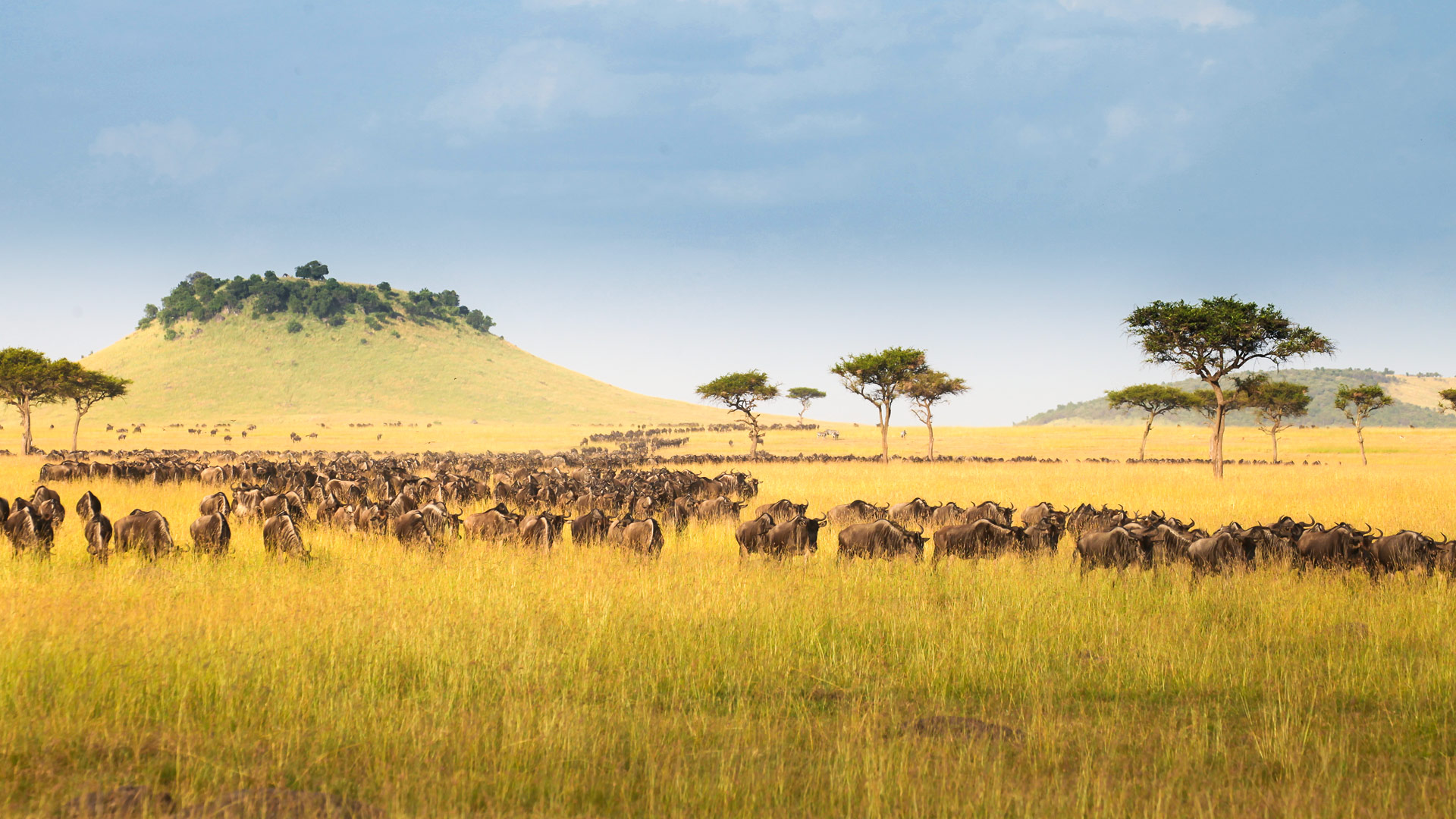 Safari in Africa