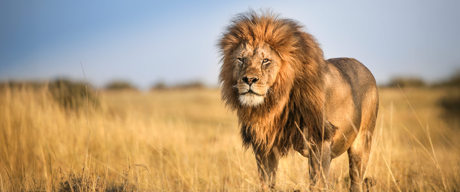 contains over a hundred high quality safari locations