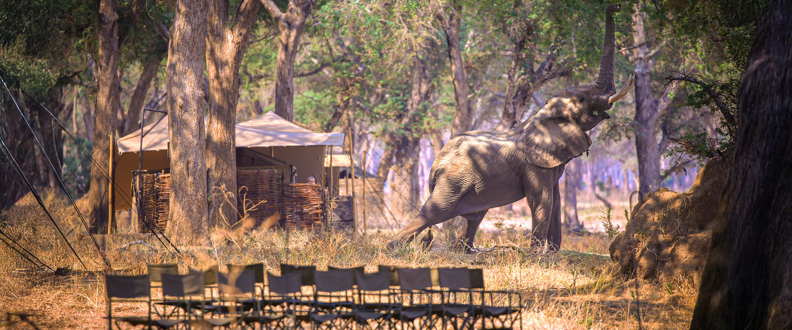 let us know your thoughts about Africa and we will make sure to deliver the perfect trip