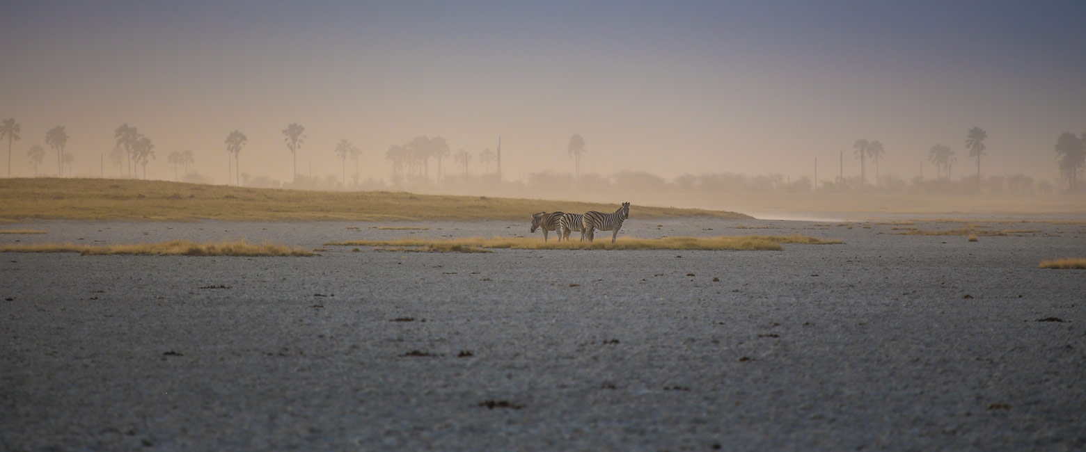 let us know your thoughts about Botswana and we will make sure to deliver the perfect trip