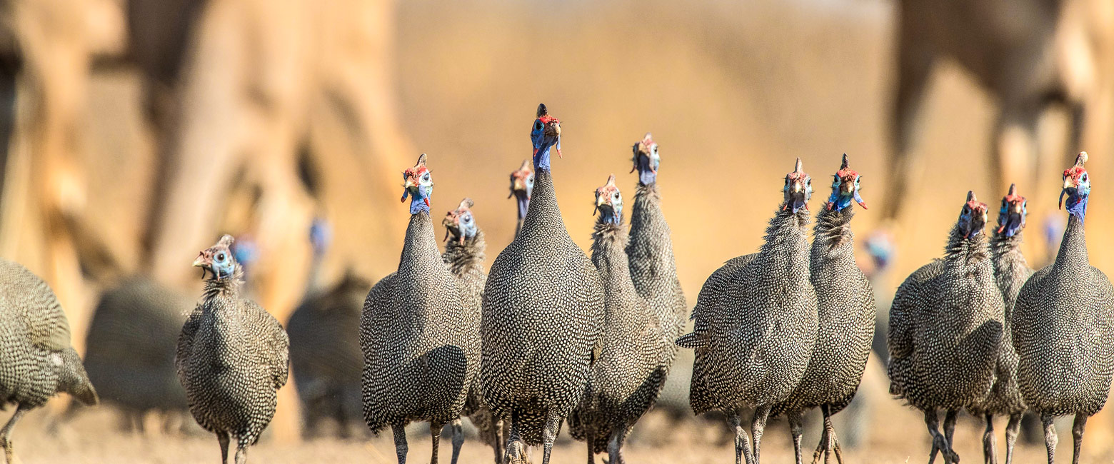 is a vast and little-visited area of Central Botswana