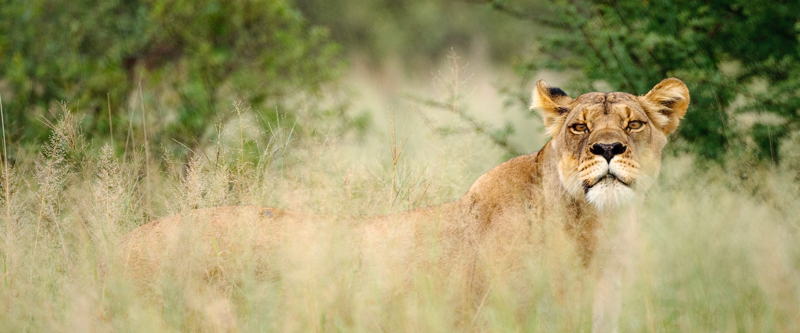 let us know your thoughts about Botswana and we will help you create the perfect safari