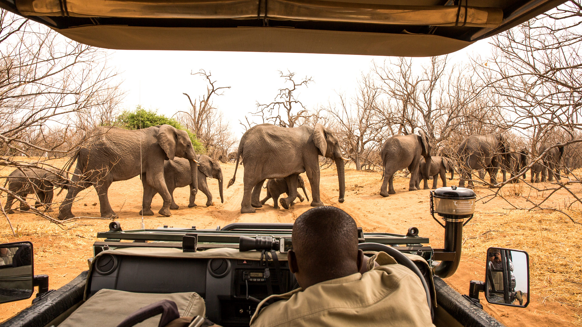 Safari in Chobe