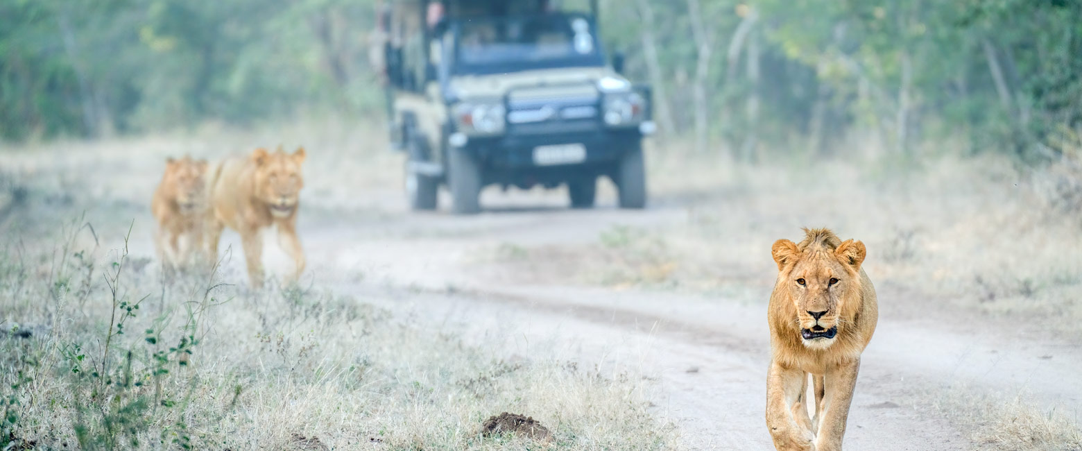 let us know your thoughts about Botswana and we will help you create the perfect safari