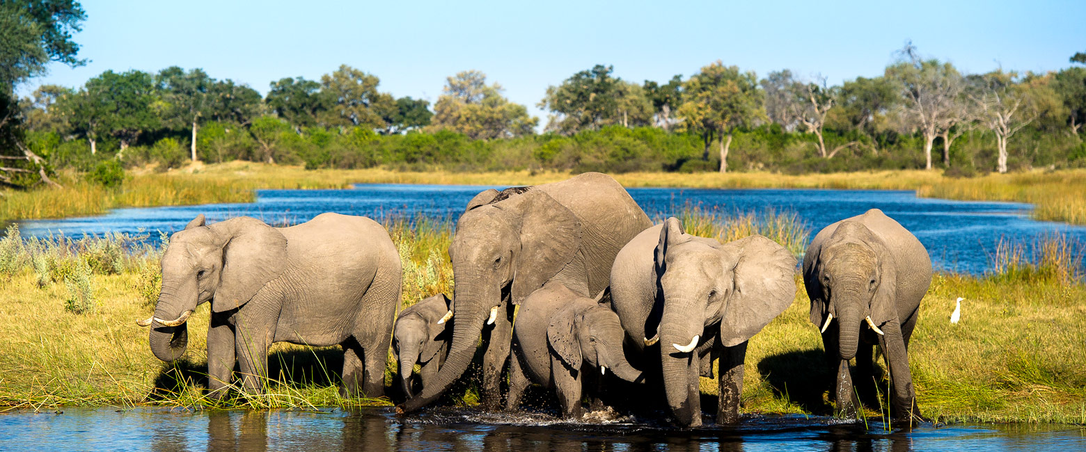 let us know your thoughts about Botswana and we will help you create the perfect safari