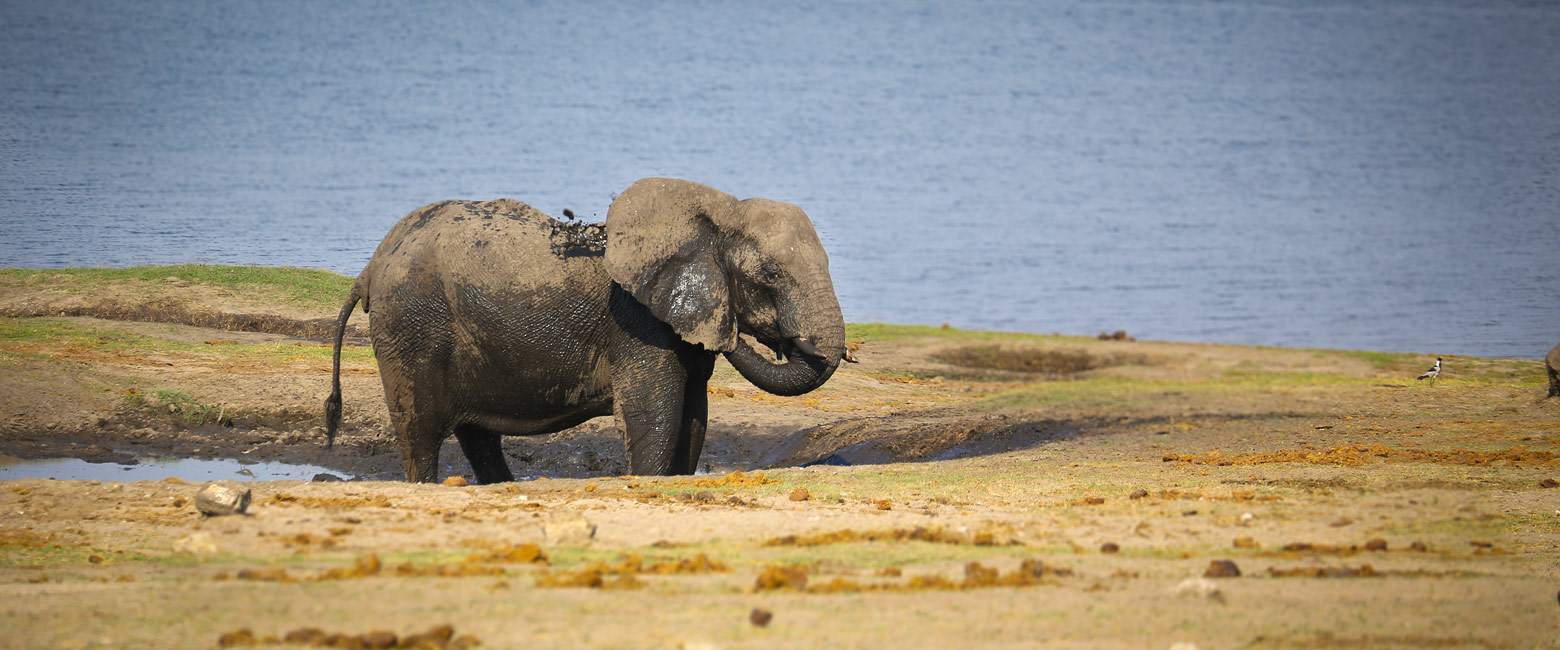 let us know your thoughts about Botswana and we will help you create the perfect safari