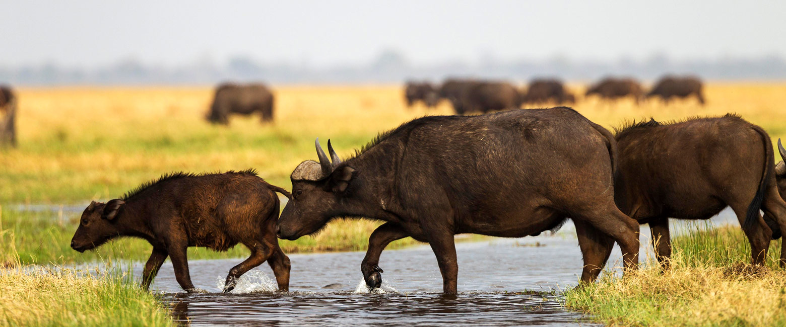 let us know your thoughts about Botswana and we will help you create the perfect safari 