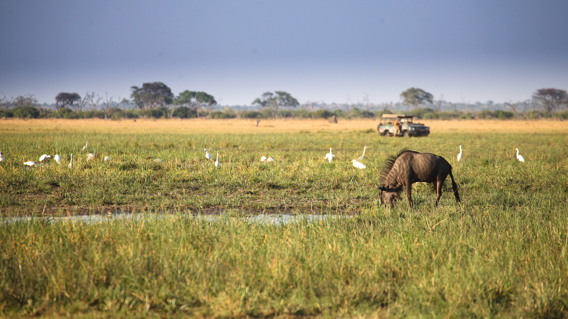 Savute Elephant Lodge