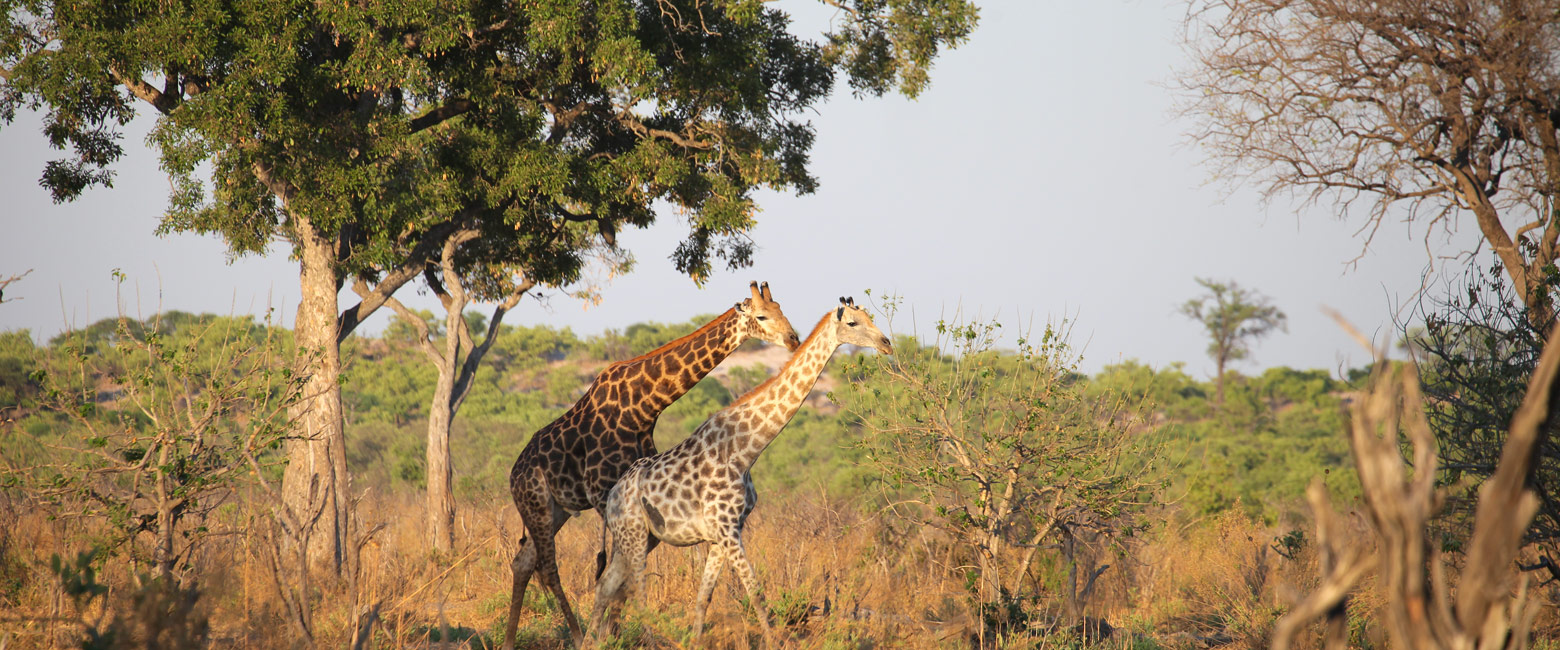 let us know your thoughts about Botswana and we will help you create the perfect safari