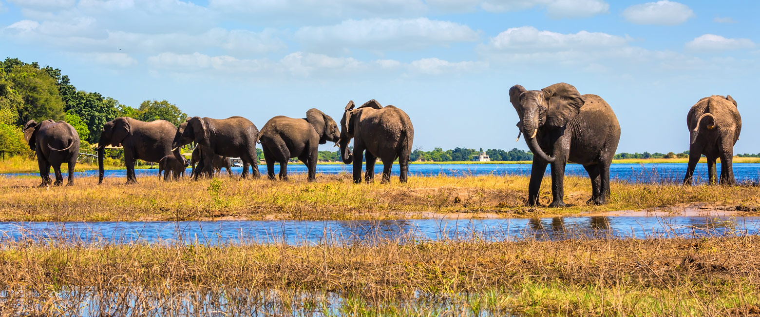 let us know your thoughts about Botswana and we will make sure to deliver the perfect safari