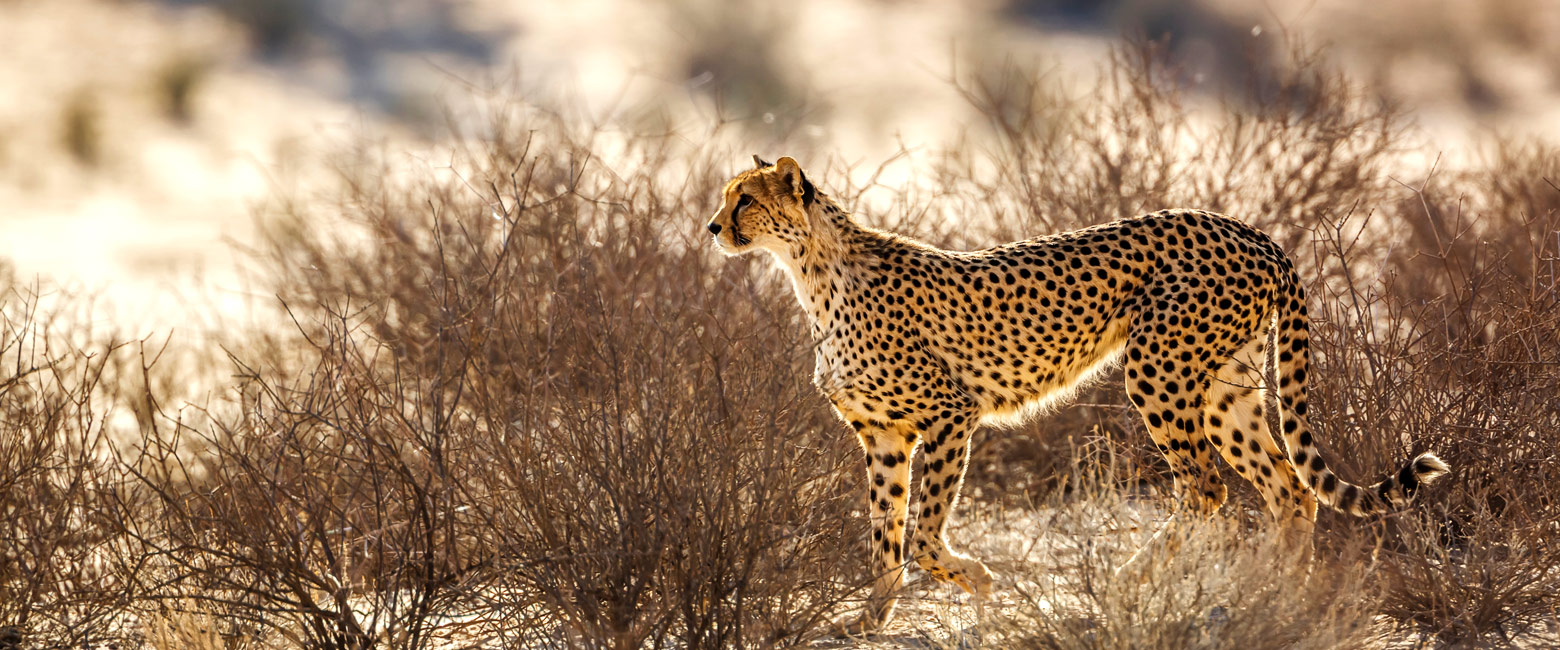 is a vast and little-visited desert in the deep south of Botswana