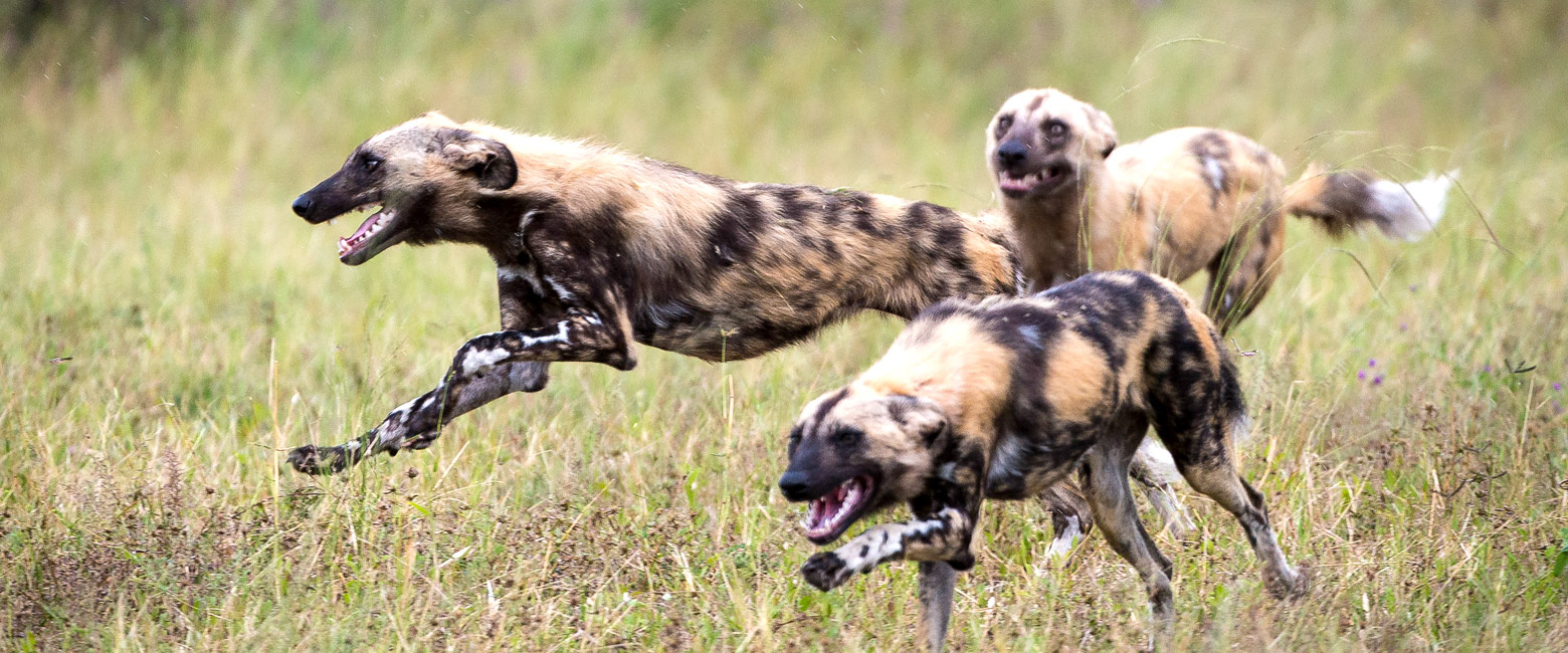 let us know your thoughts about Botswana and we will help you create the perfect safari