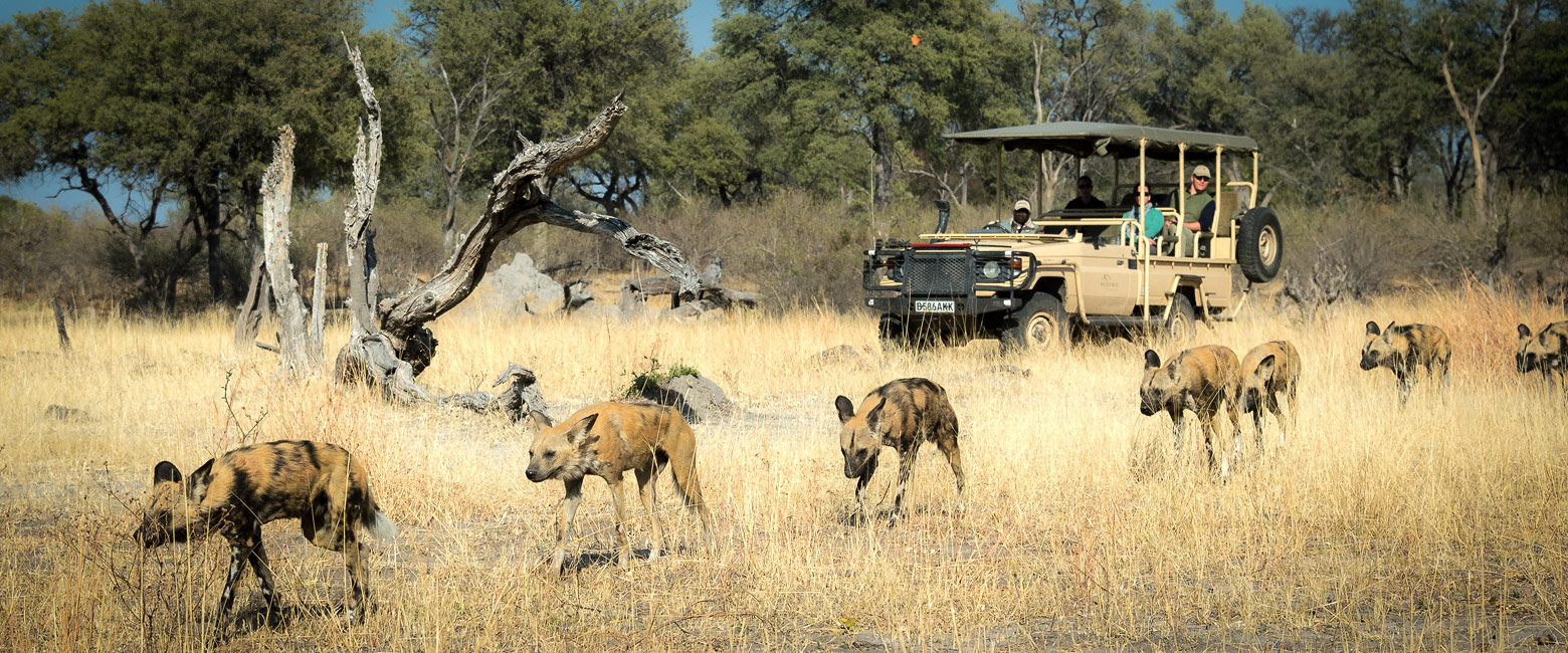 let us know your thoughts about Botswana and we will help you create the perfect safari 