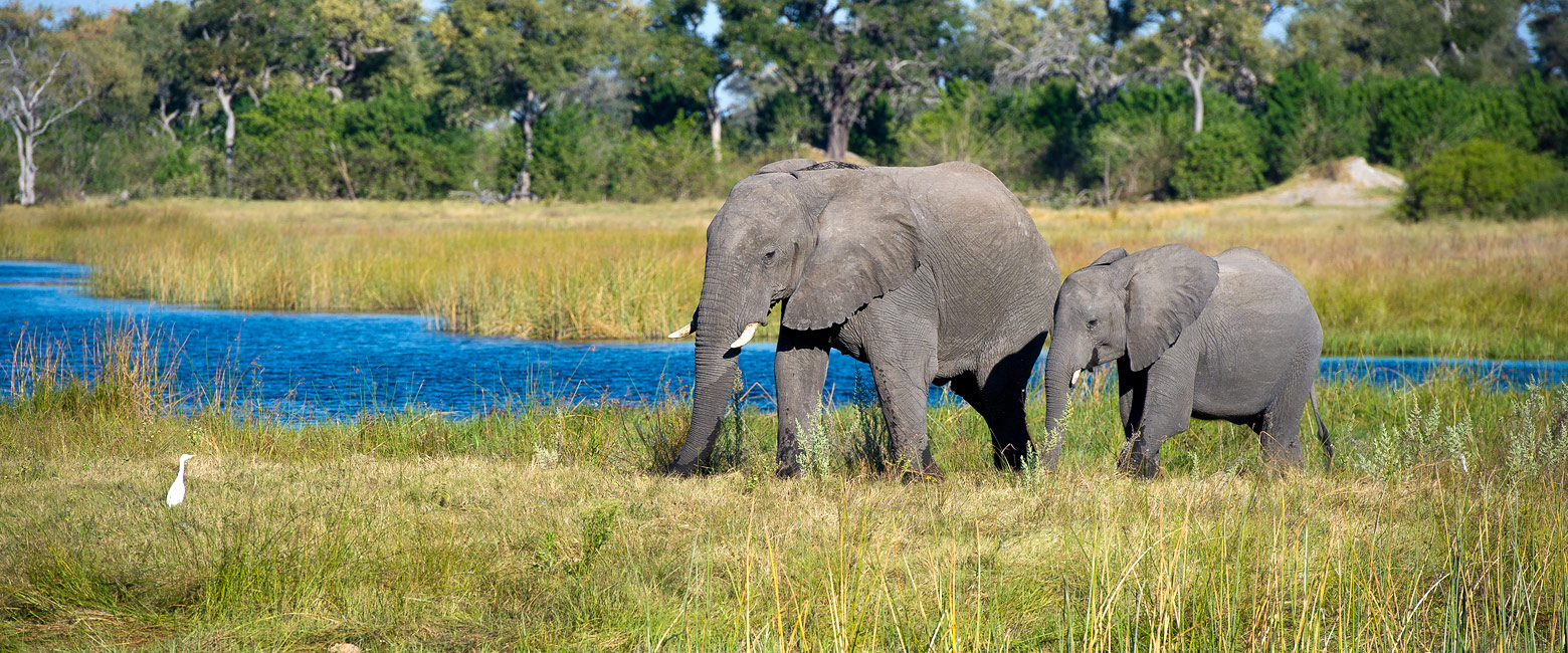 let us know your thoughts about Botswana and we will help you create the perfect safari