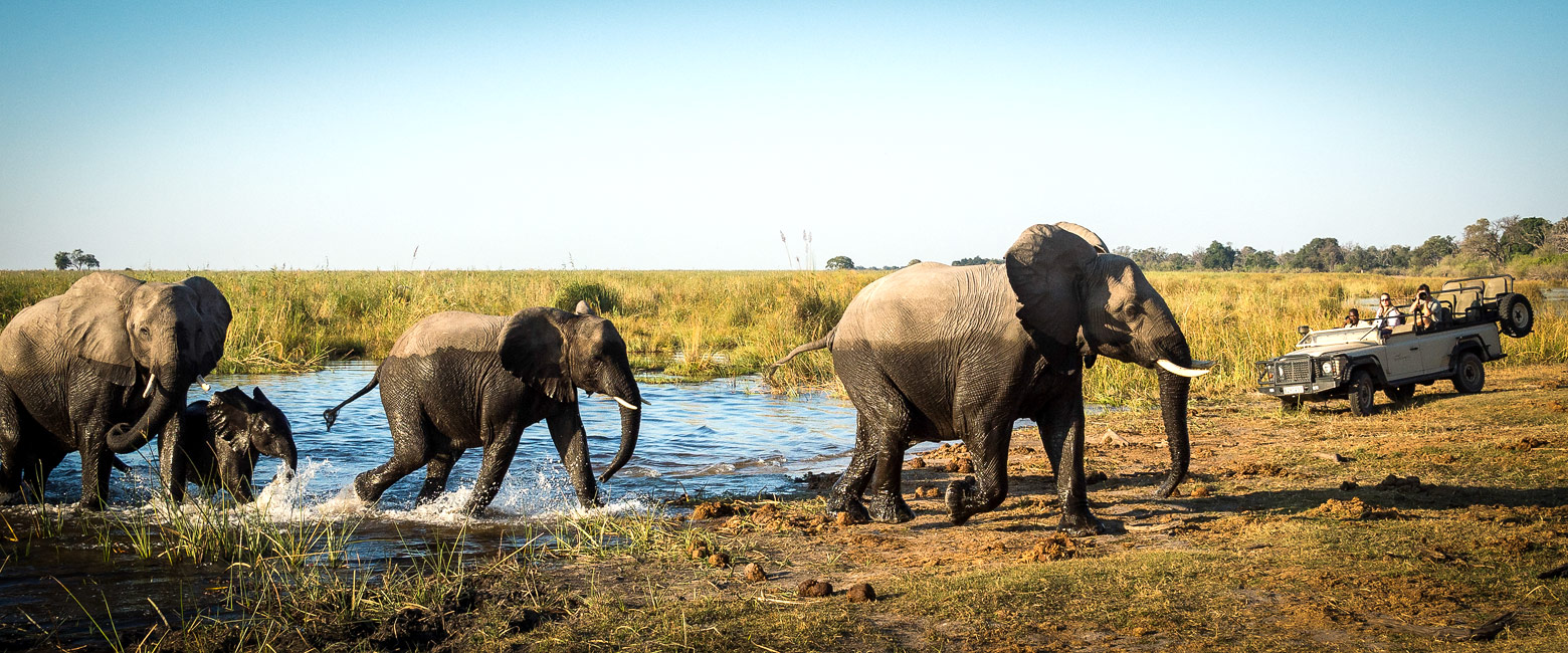let us know your thoughts about Botswana and we will help you create the perfect safari
