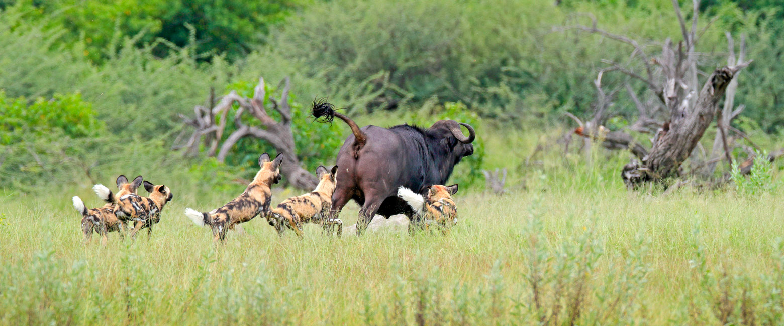 is one of the best locations in Africa for intense predator interaction