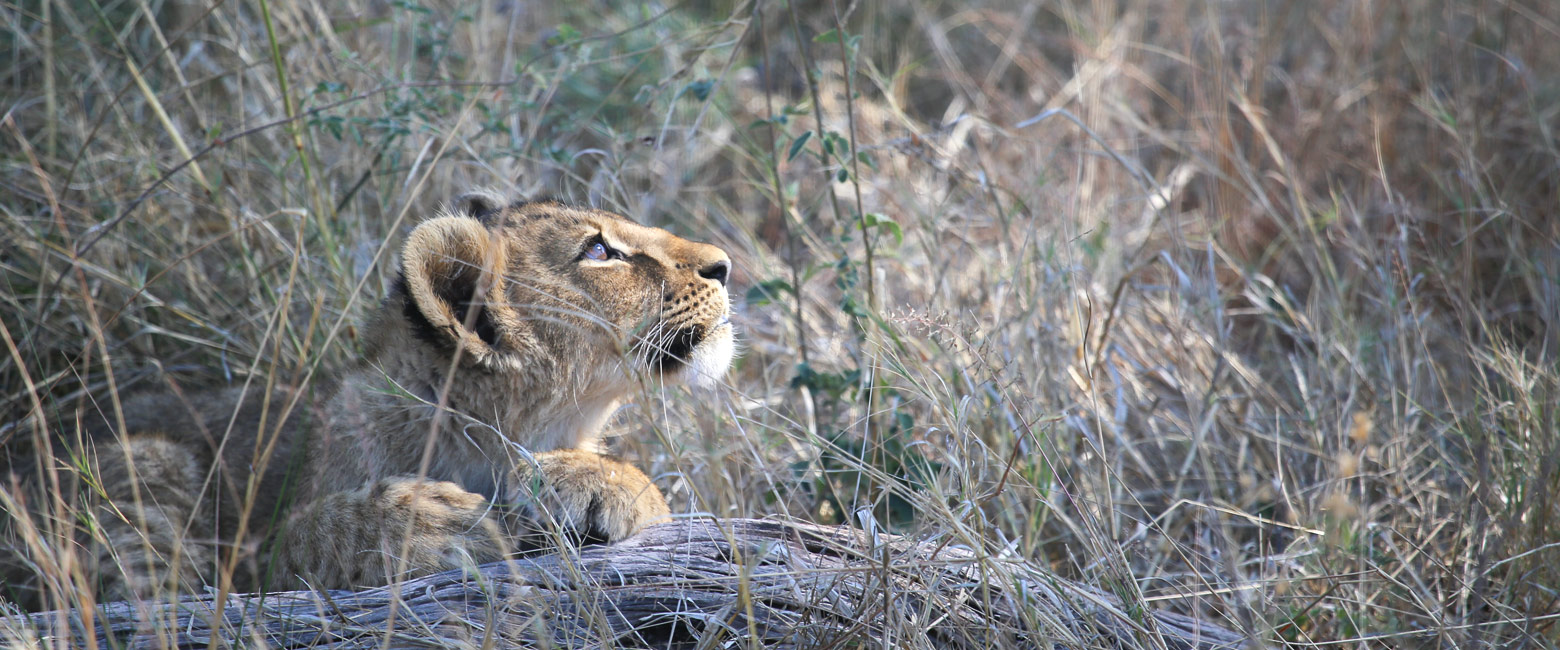 let us know your thoughts about Botswana and we will help you create the perfect safari