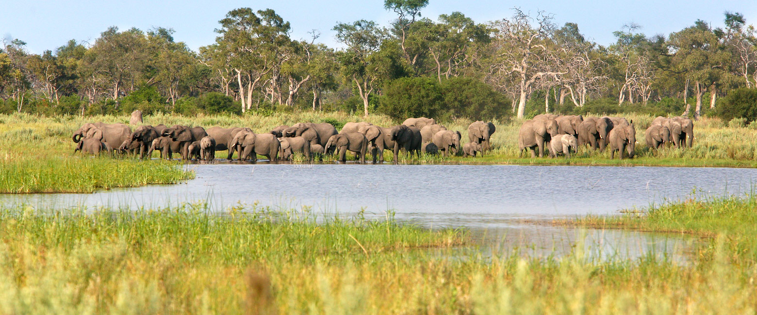 let us know your thoughts about Botswana and we will help you create the perfect safari