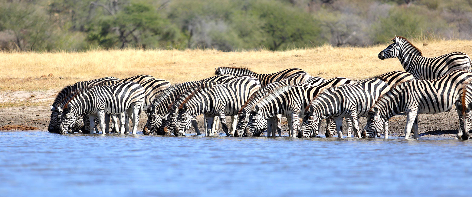 let us know your thoughts about Botswana and we will help you create the perfect safari