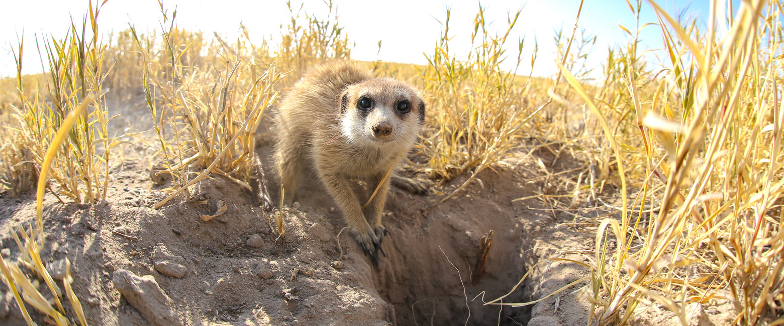is an iconic desert outpost in the superb Makgadikgadi area