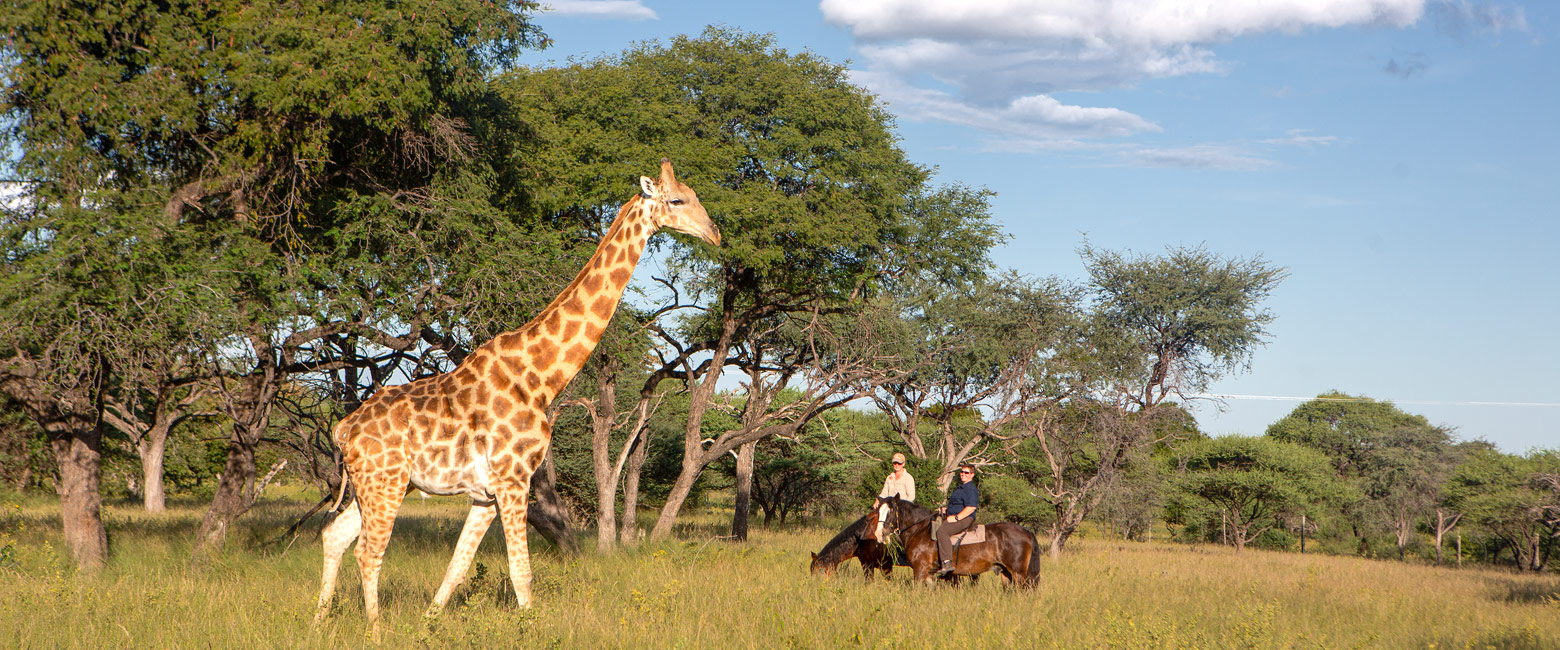 let us know your thoughts about Botswana and we will help you create the perfect safari 