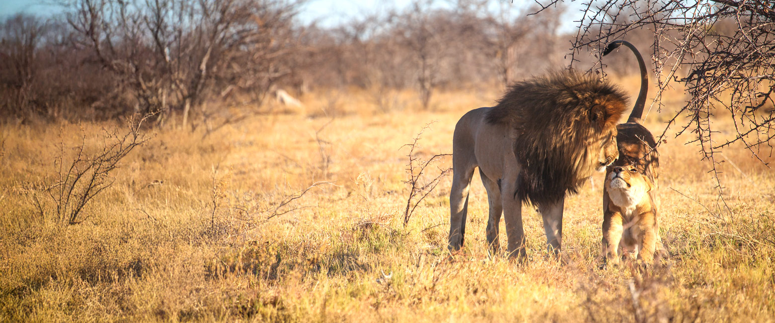 is a relatively high quality base on the northern side of Nxai Pan