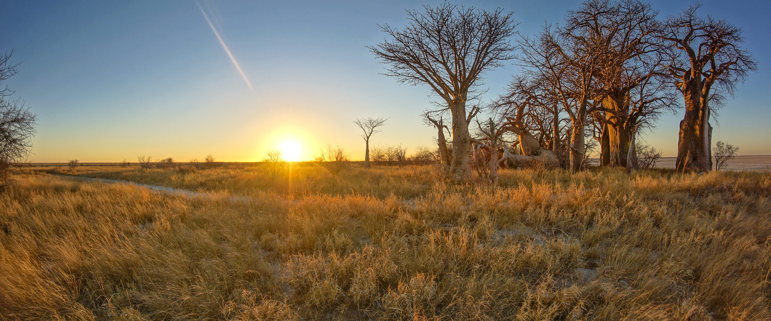 let us know your thoughts about Botswana and we will help you create the perfect safari