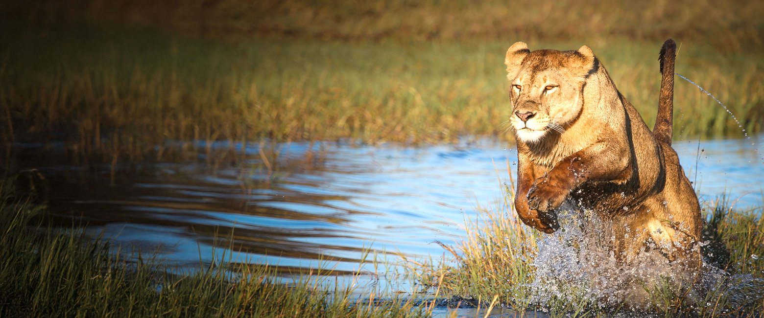 is arguably the best safari area in Africa, a vibrant and stunning wetland