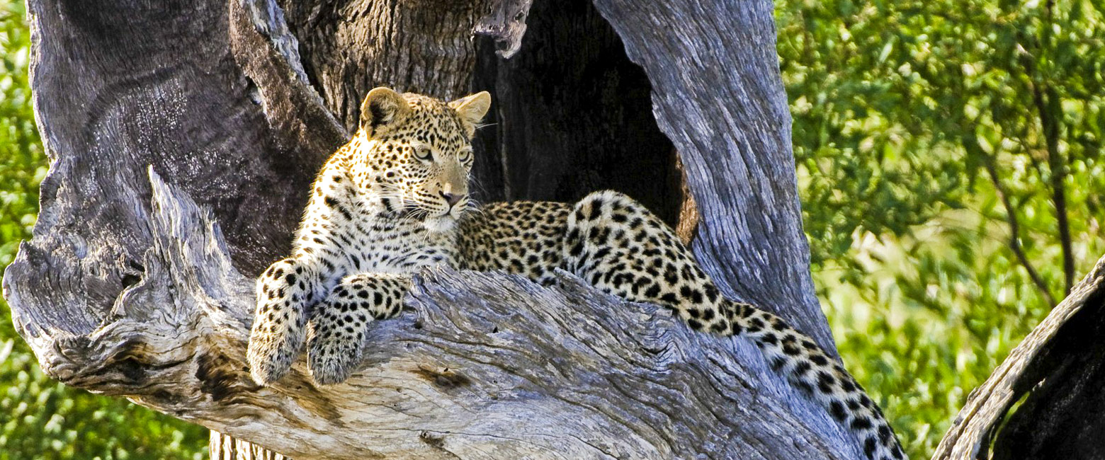 let us know your thoughts about Botswana and we will help you create the perfect safari