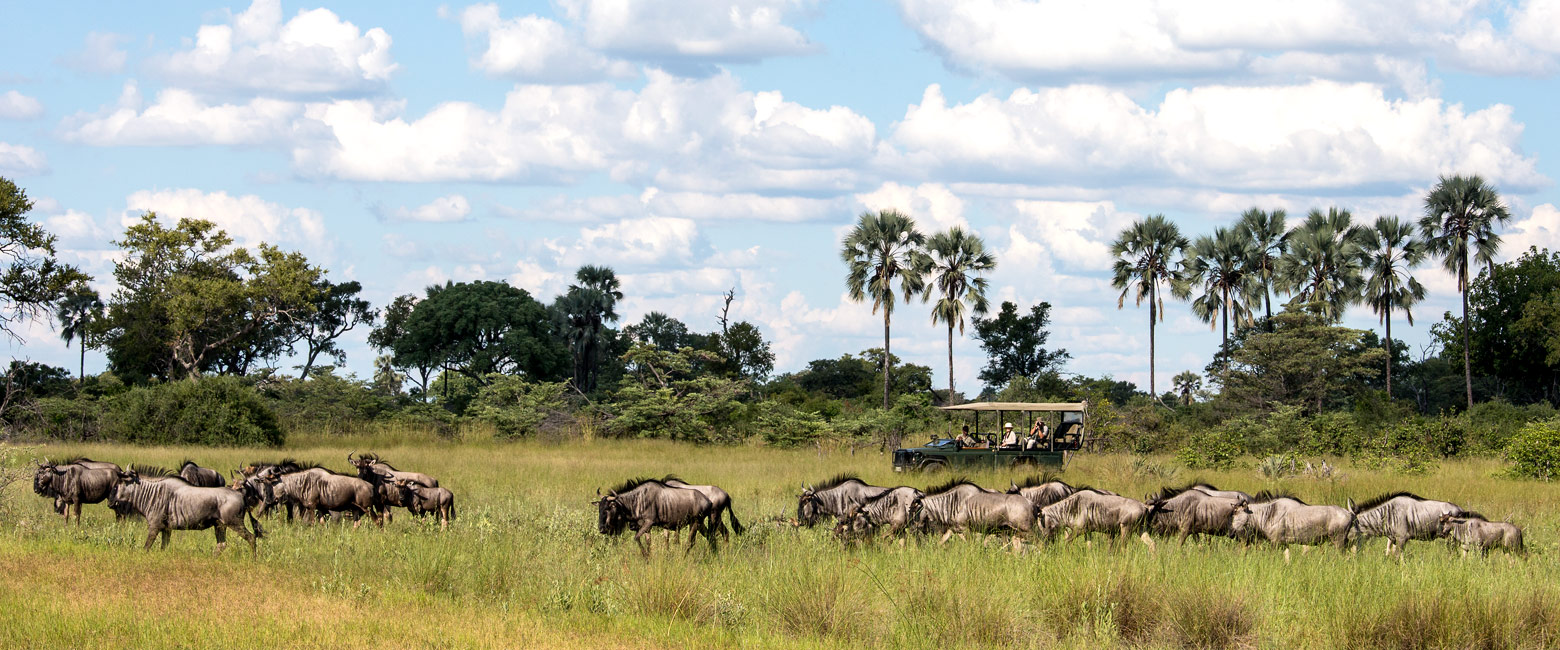let us know your thoughts about Botswana and we will help you create the perfect safari