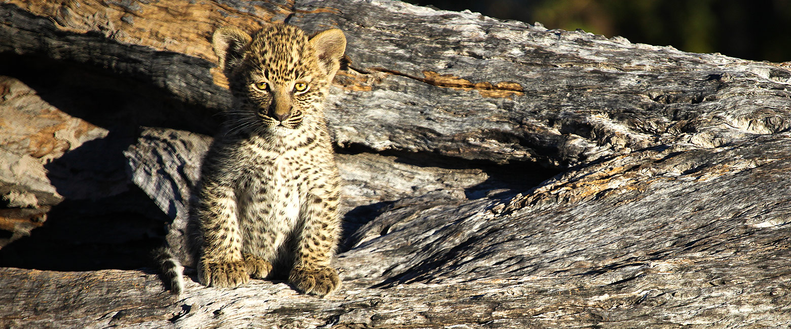 let us know your thoughts about Botswana and we will help you create the perfect safari