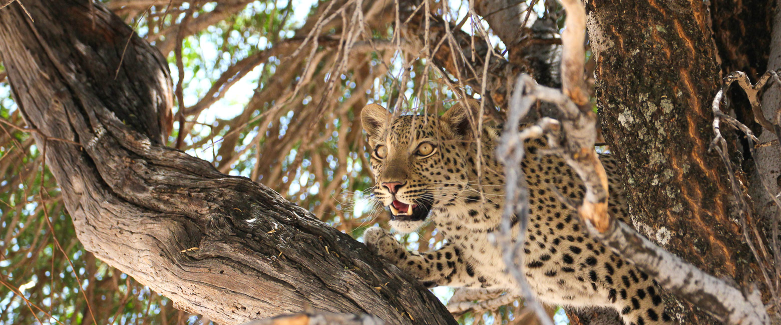 let us know your thoughts about Botswana and we will help you create the perfect safari 
