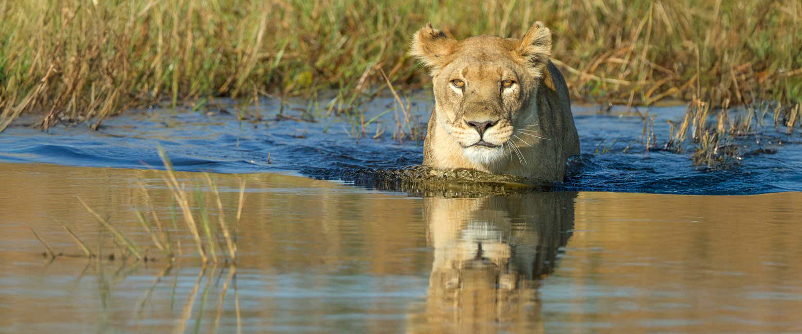 let us know your thoughts about Botswana and we will help you create the perfect safari 