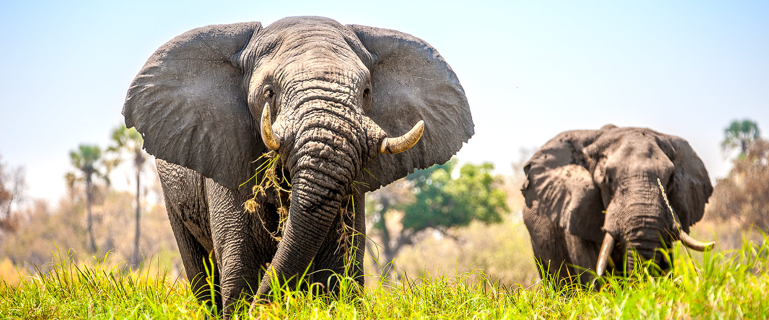 let us know your thoughts about Botswana and we will help you create the perfect safari 