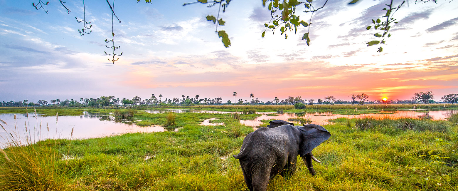 let us know your thoughts about Botswana and we will make sure to deliver the perfect safari 