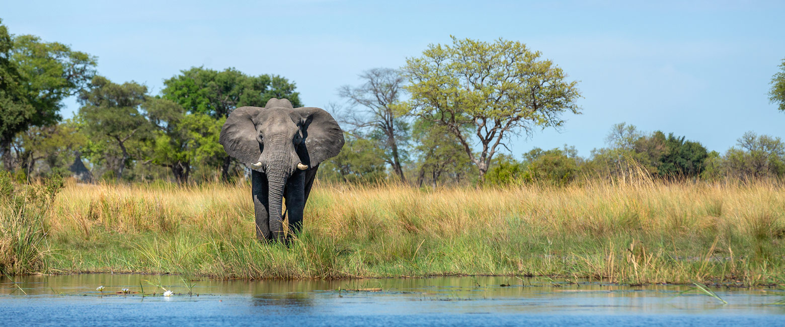 let us know your thoughts about Botswana and we will help you create the perfect safari