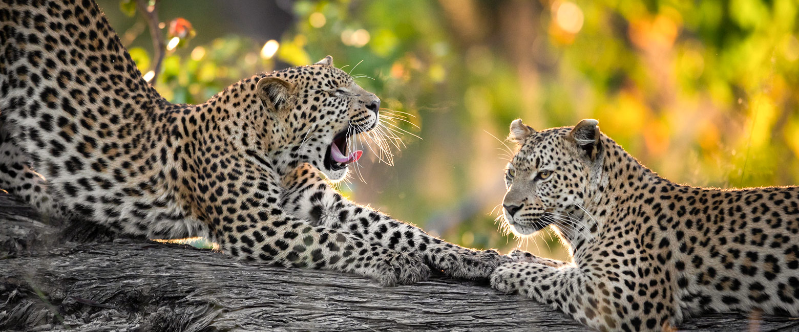 let us know your thoughts about Botswana and we will help you create the perfect safari 