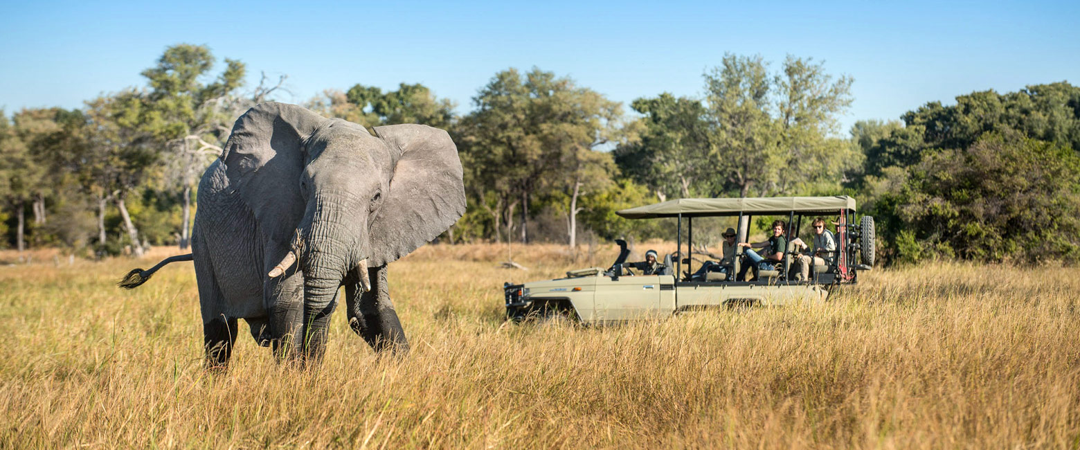 let us know your thoughts about Botswana and we will help you create the perfect safari 