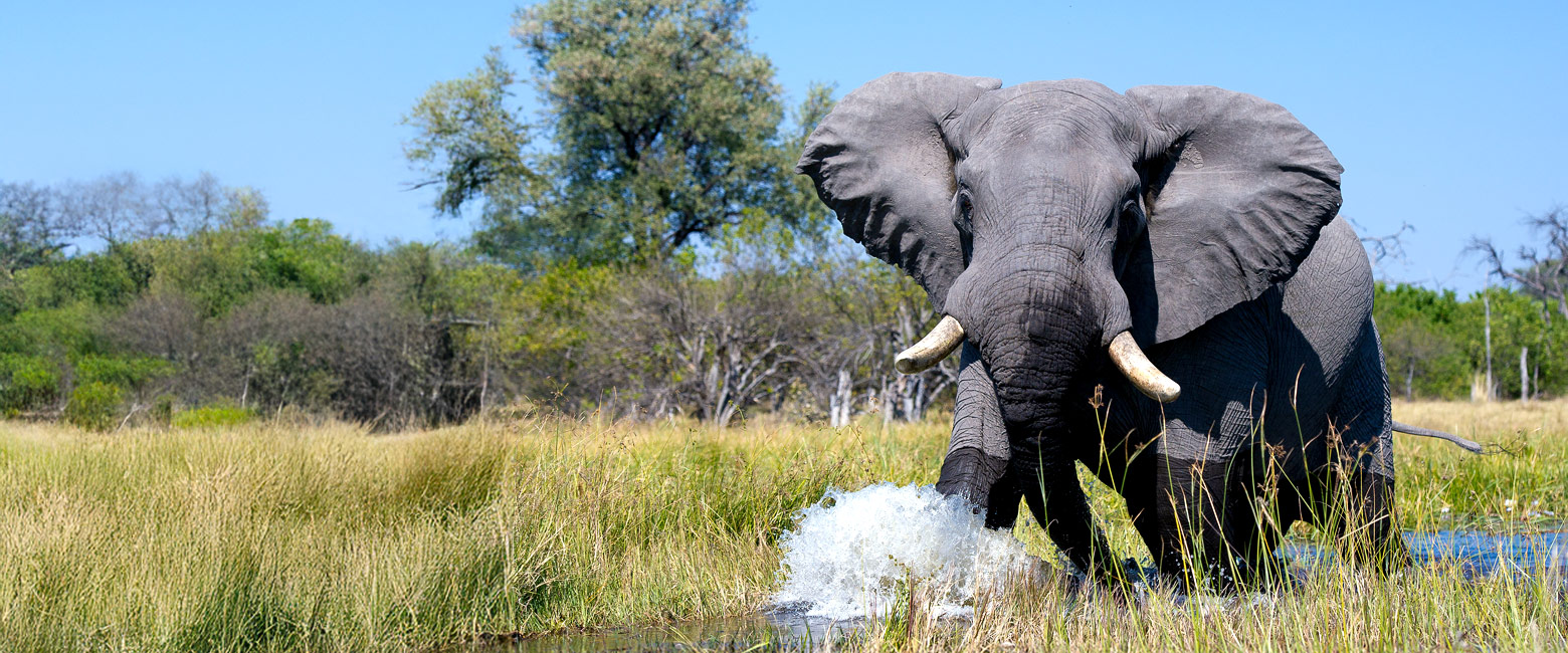 is a relatively upmarket lodge in the Okavango Delta area