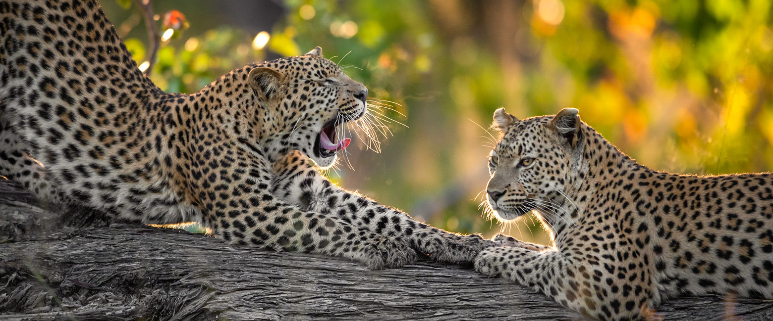 let us know your thoughts about Botswana and we will help you create the perfect safari