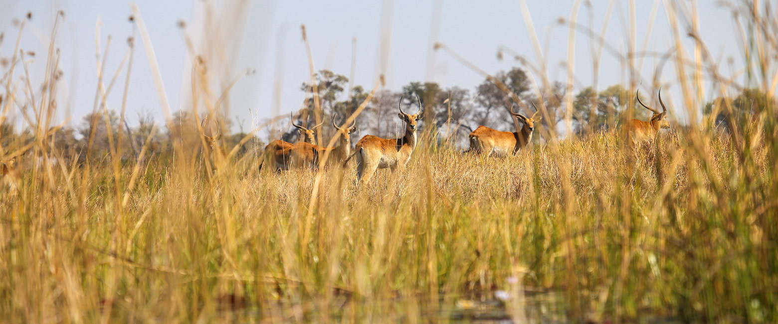 let us know your thoughts about Botswana and we will help you create the perfect safari 