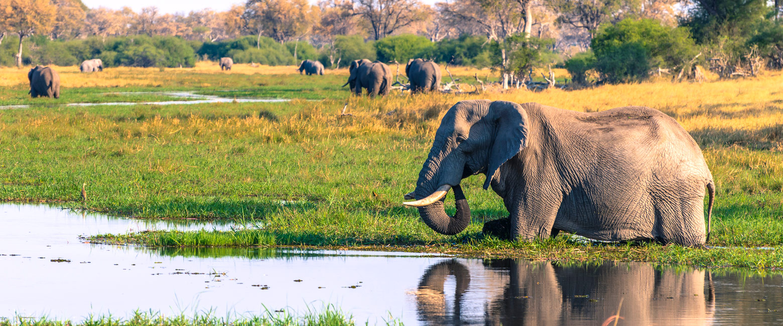 let us know your thoughts about Botswana and we will make sure to deliver the perfect safari
  