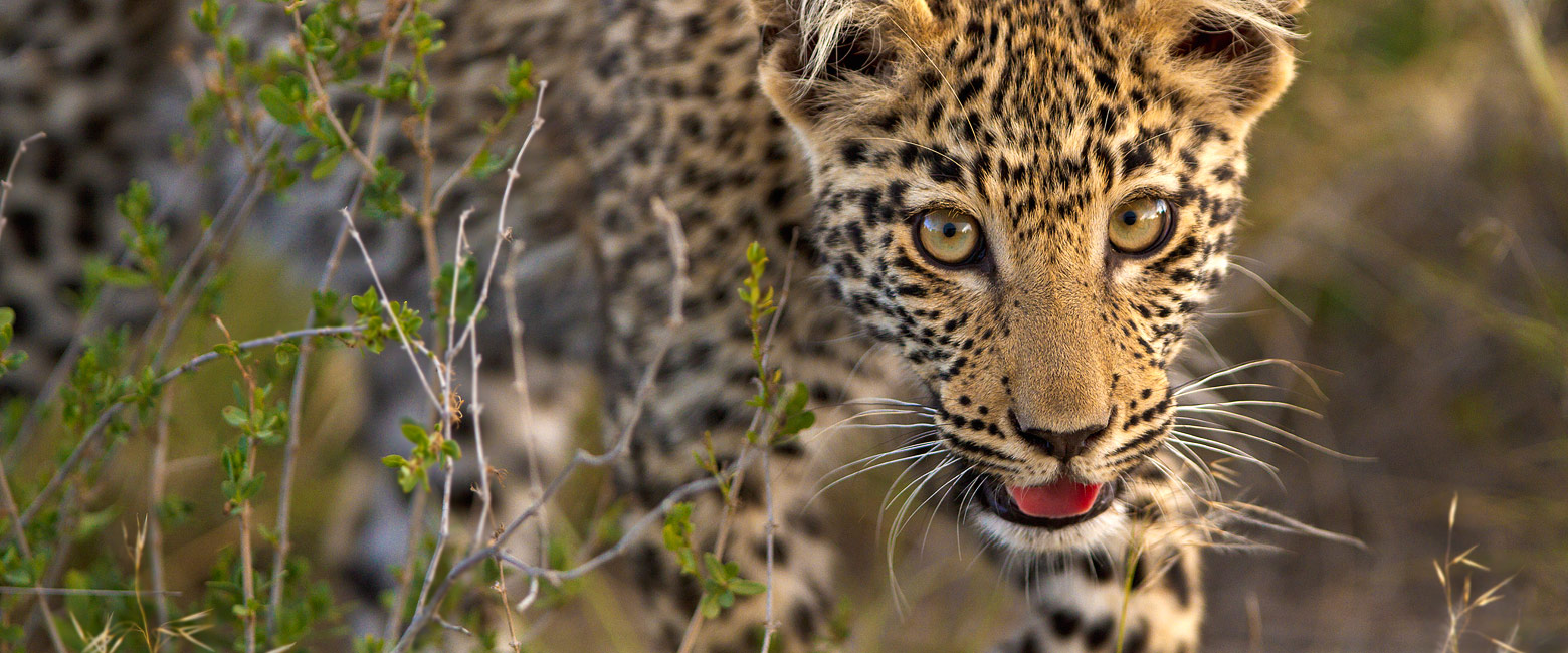 let us know your thoughts about Botswana and we will help you create the perfect safari 