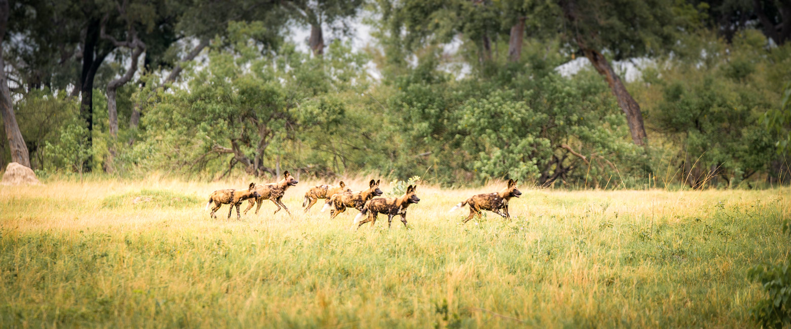 let us know your thoughts about Botswana and we will help you create the perfect safari