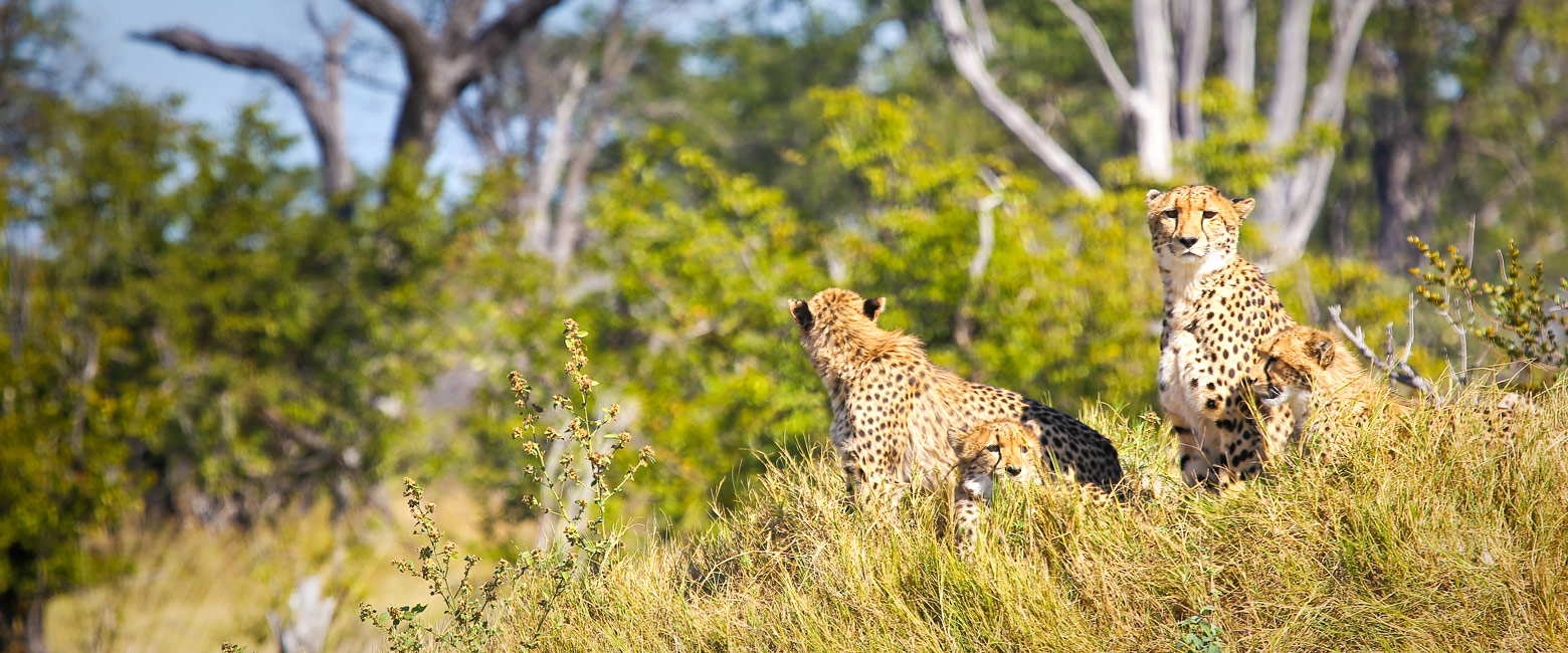 is a relatively well-priced lodge in a prime area of the Okavango Delta 