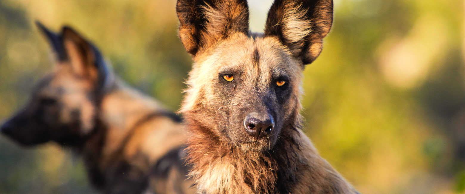 let us know your thoughts about Botswana and we will help you create the perfect safari 