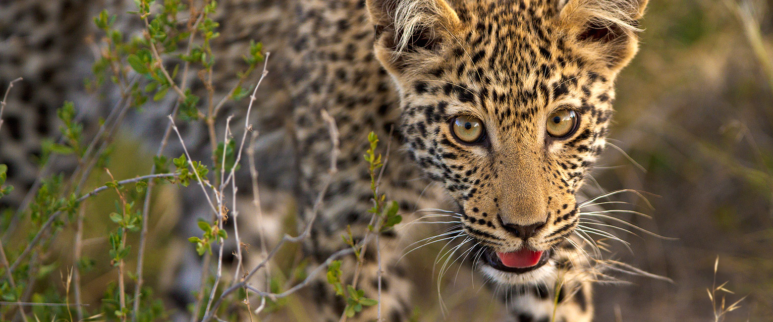 let us know your thoughts about Botswana and we will help you create the perfect safari 