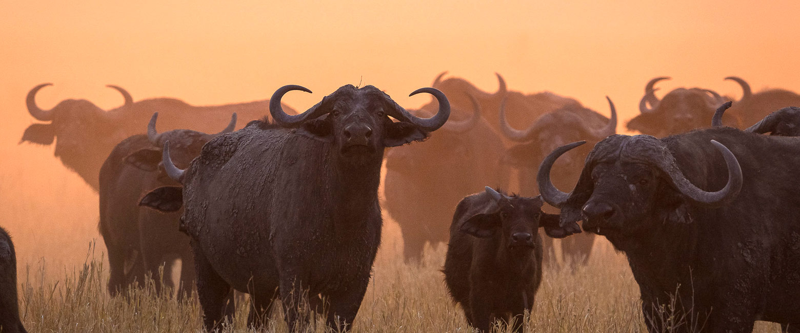 let us know your thoughts about Botswana and we will make sure to deliver the perfect safari 